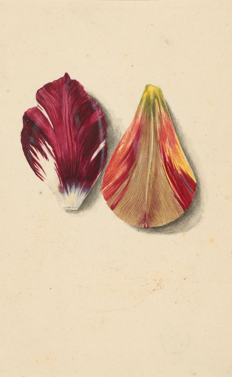 Dva listy tulipánů. od Maria Sibylla Merian