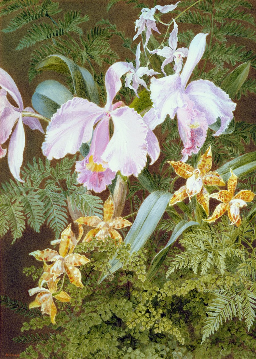 Orchideje (wc a bodycolor na papíře) od Marian Emma Chase