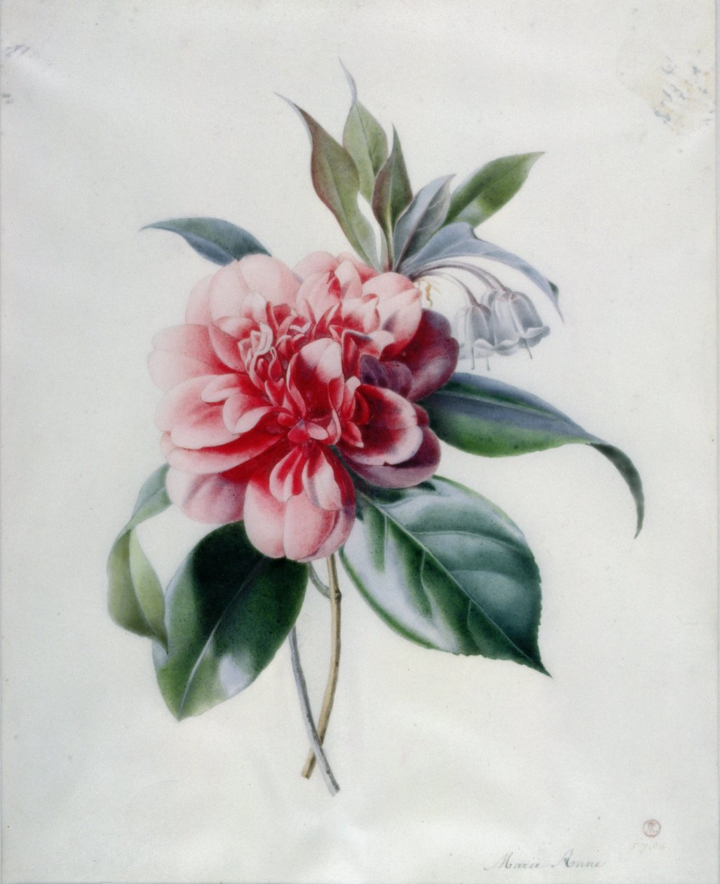 Kamélie od Marie Anne