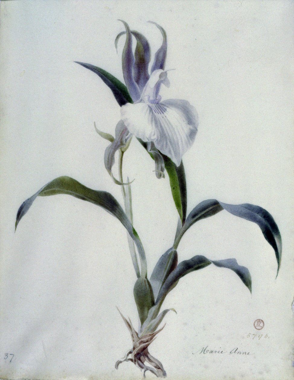 Květinové kousky od Marie Anne
