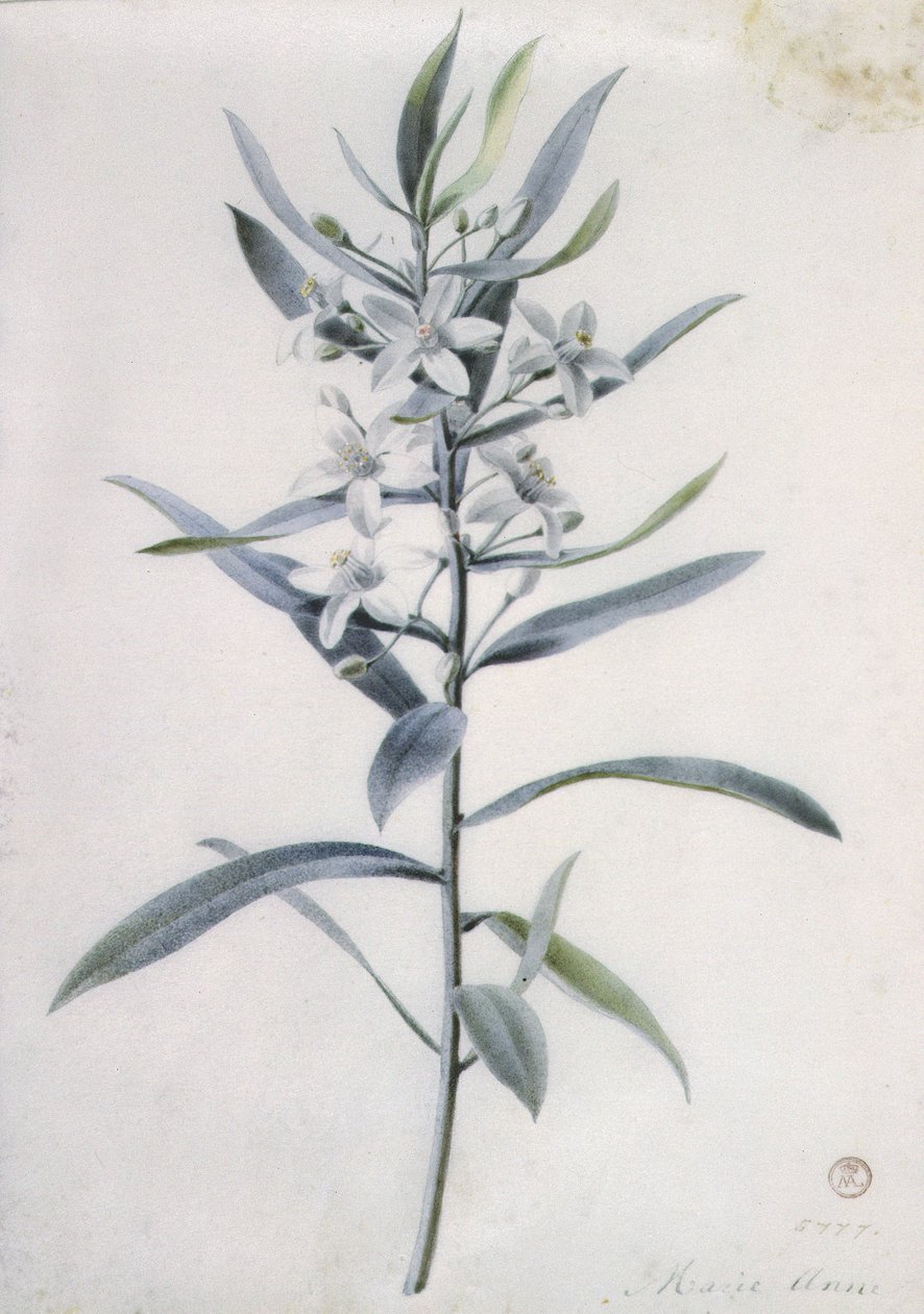 Květinové kusy, 18. století od Marie Anne