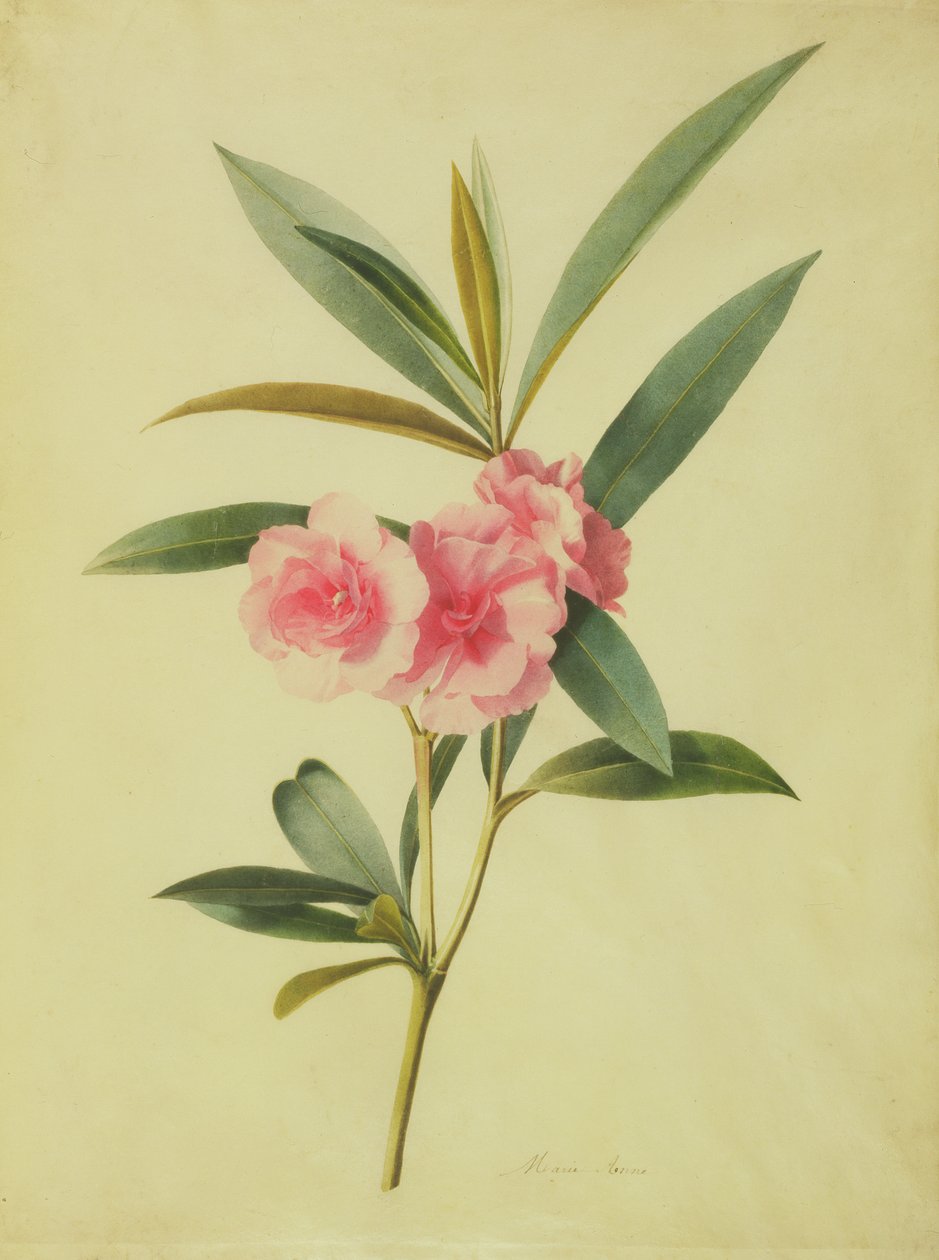 Nerium Oleander (Rose Bay) (wc na pergamenu) od Marie Anne