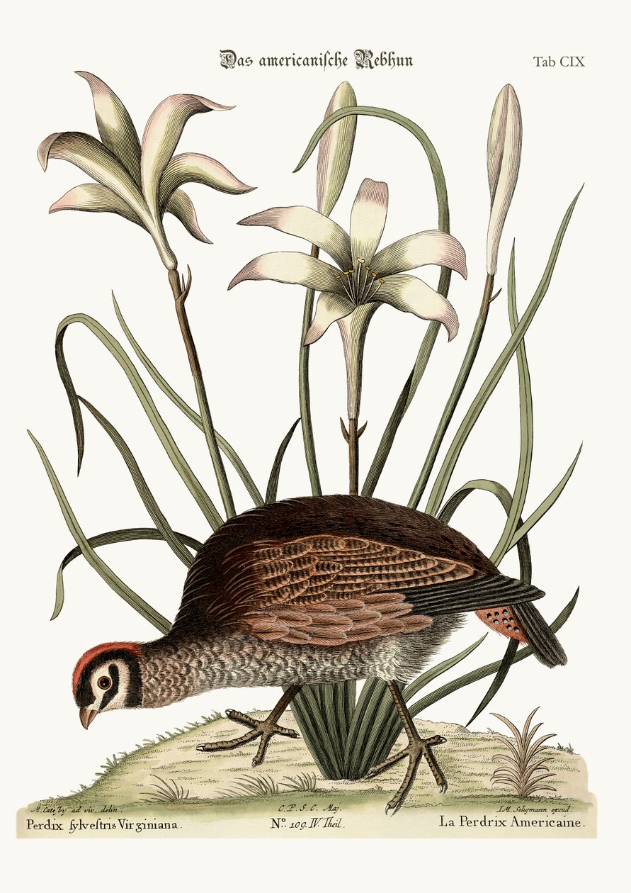 The American Partridge, 1749-73 od Mark Catesby