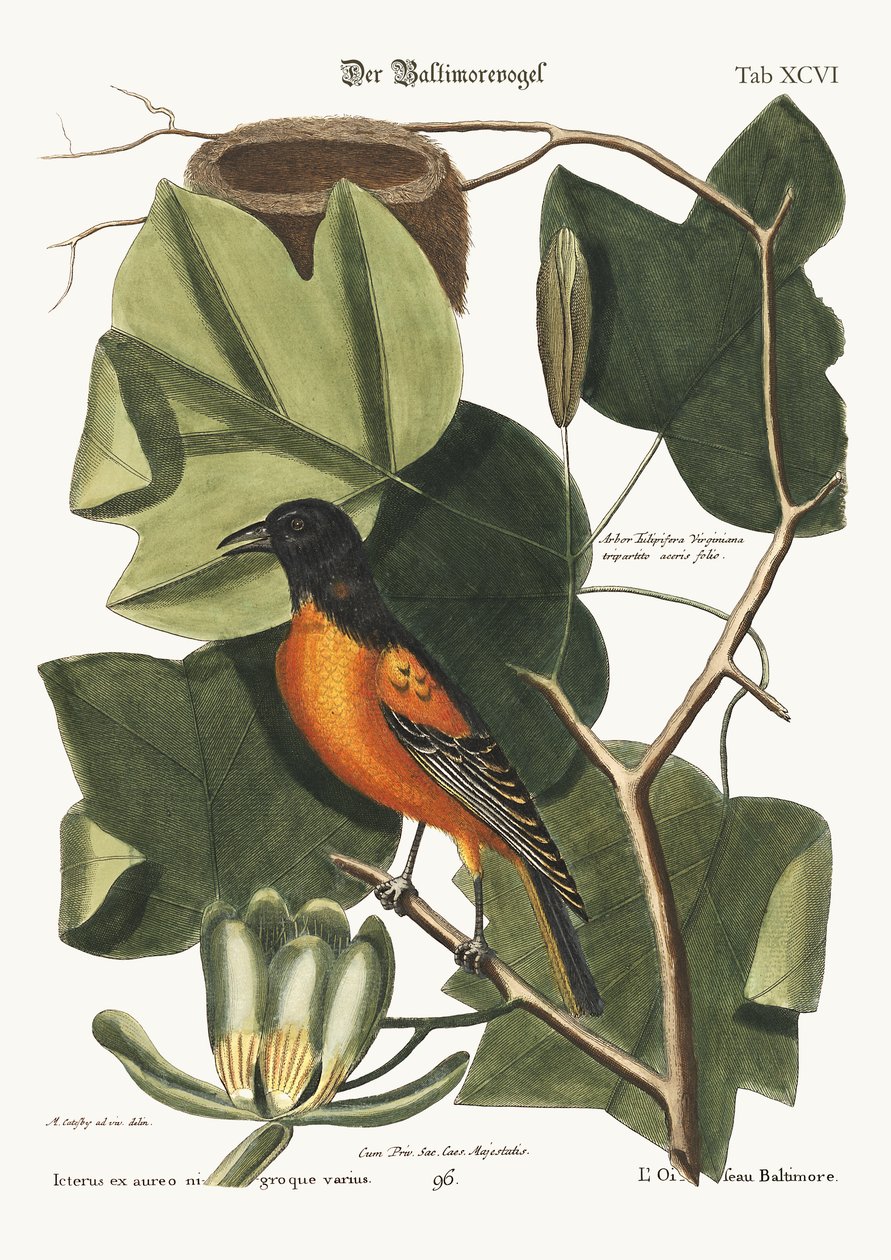 Baltimorský pták, 1749-73 od Mark Catesby
