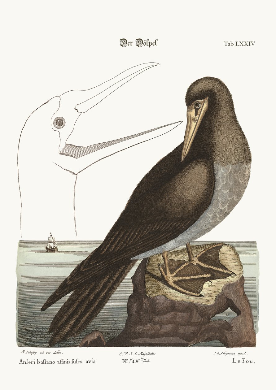 The Booby, 1749-73 od Mark Catesby