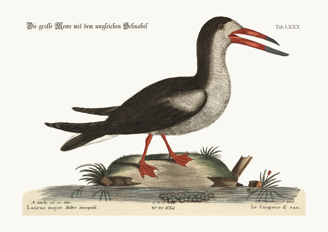 Řezaná voda, 1749-73 od Mark Catesby