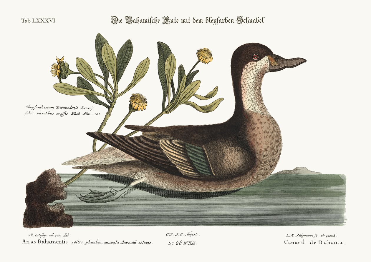 Kachna Ilathera, 1749-73 od Mark Catesby