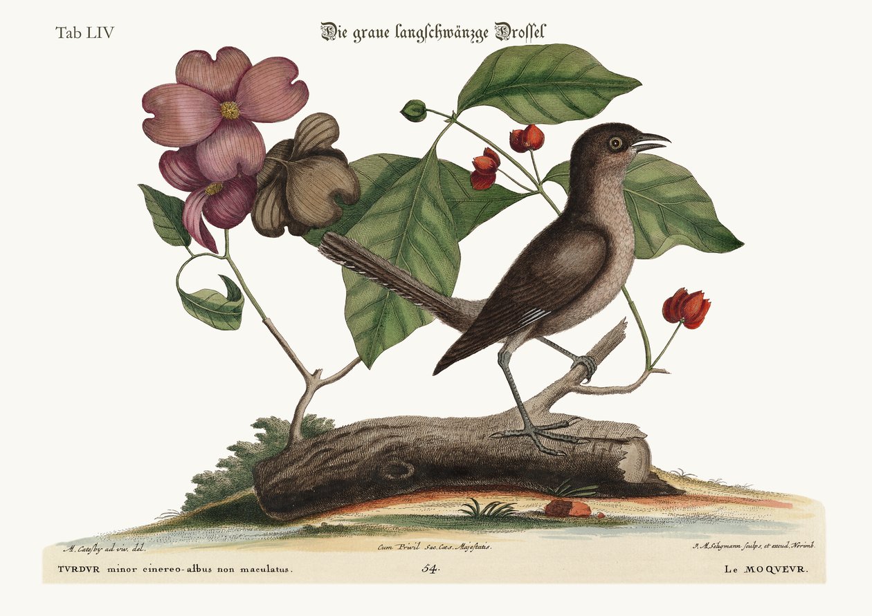 Mock-Bird, 1749-73 od Mark Catesby