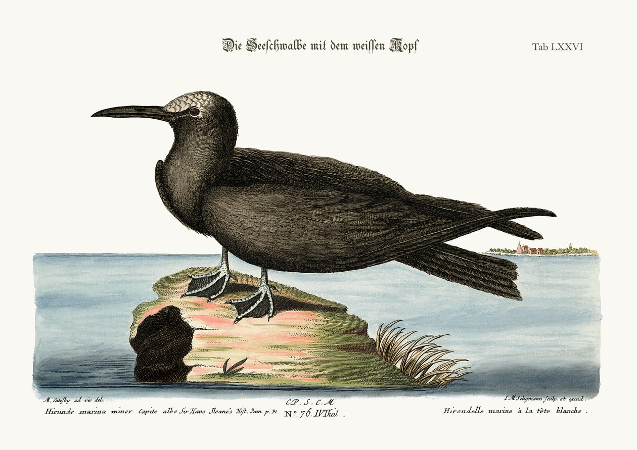 The Noddy, 1749-73 od Mark Catesby