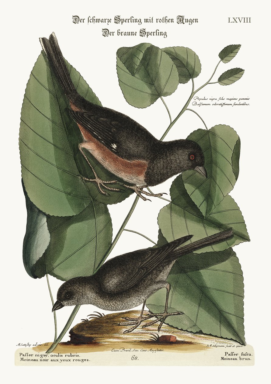 Pták Towhe. The Cowpen Bird, 1749-73 od Mark Catesby