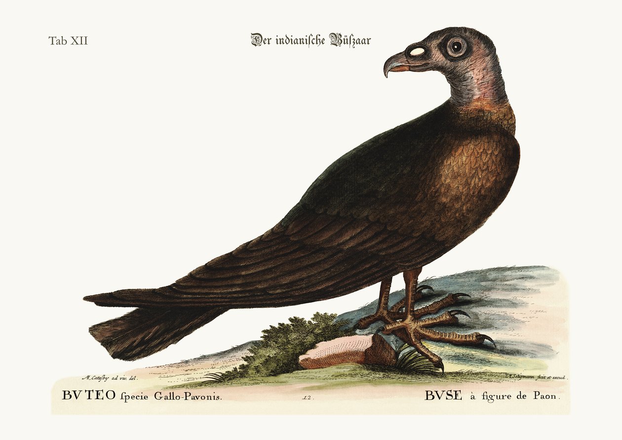 Káně krůtí, 1749-73 od Mark Catesby