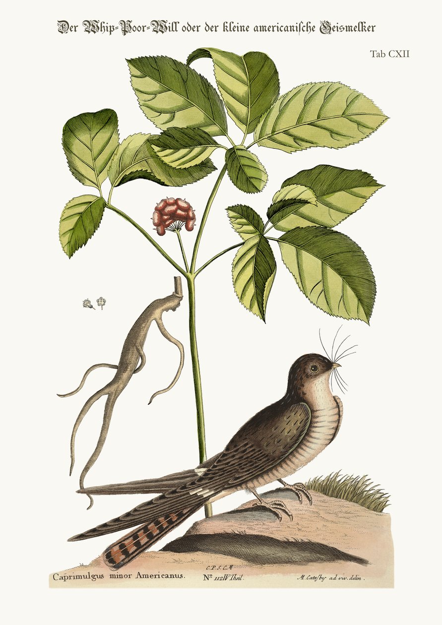 Bič-chudá vůle, 1749-73 od Mark Catesby