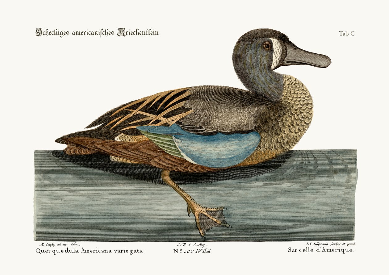 The White-face Teal, 1749-73 od Mark Catesby