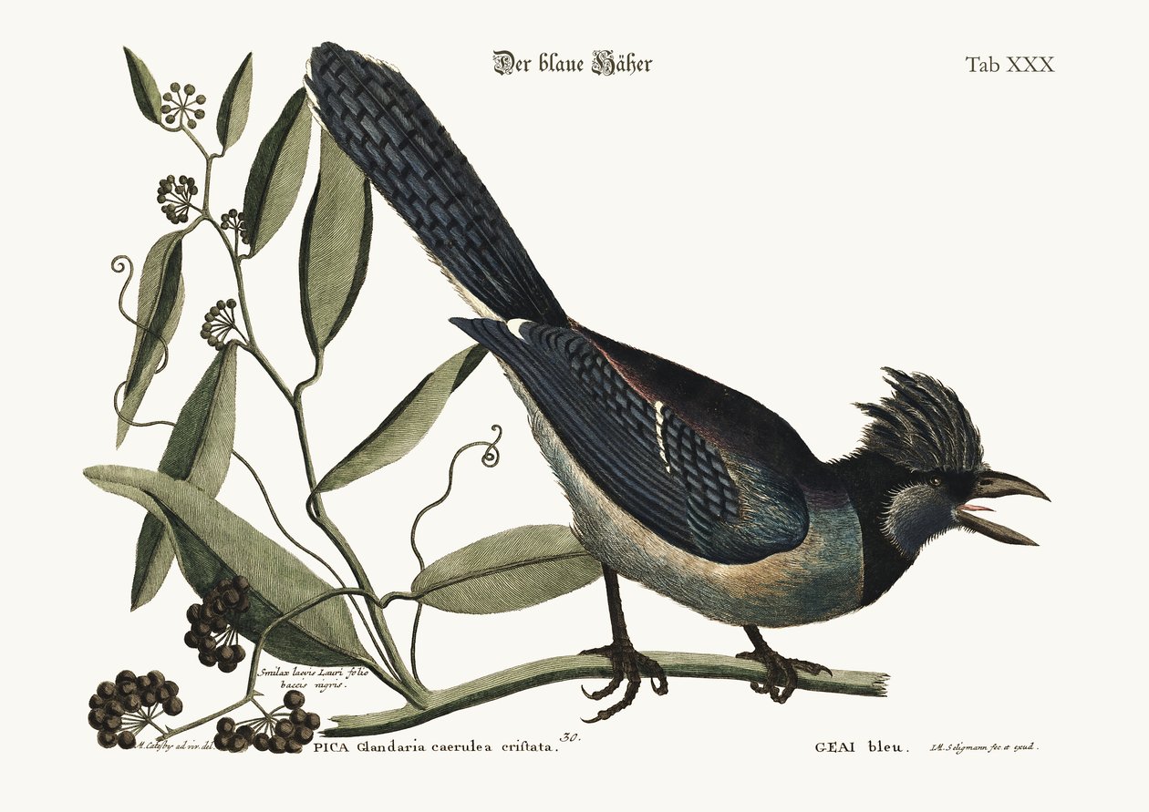 The Blue Jay, 1749-73 od Mark Catesby