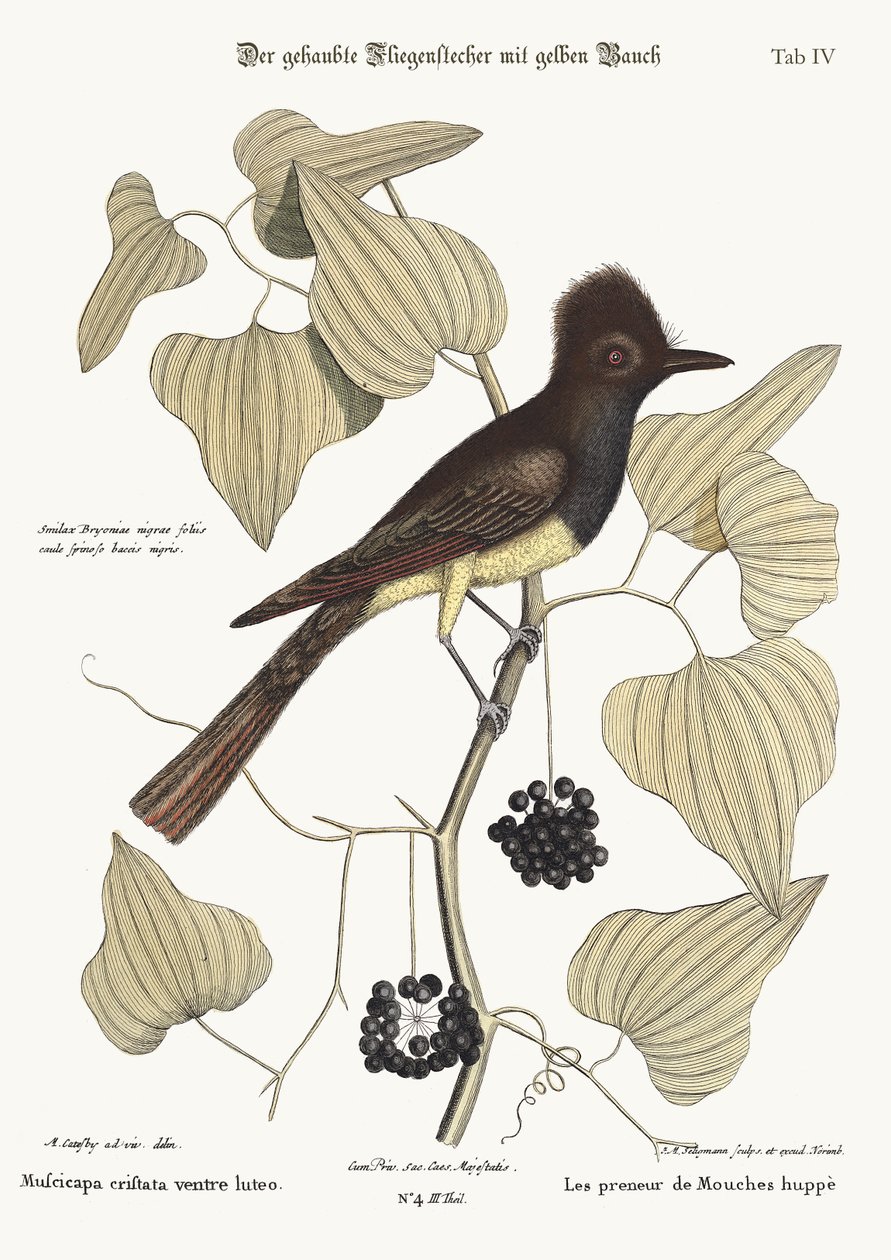 Flycatcher chocholatý, 1749-73 od Mark Catesby