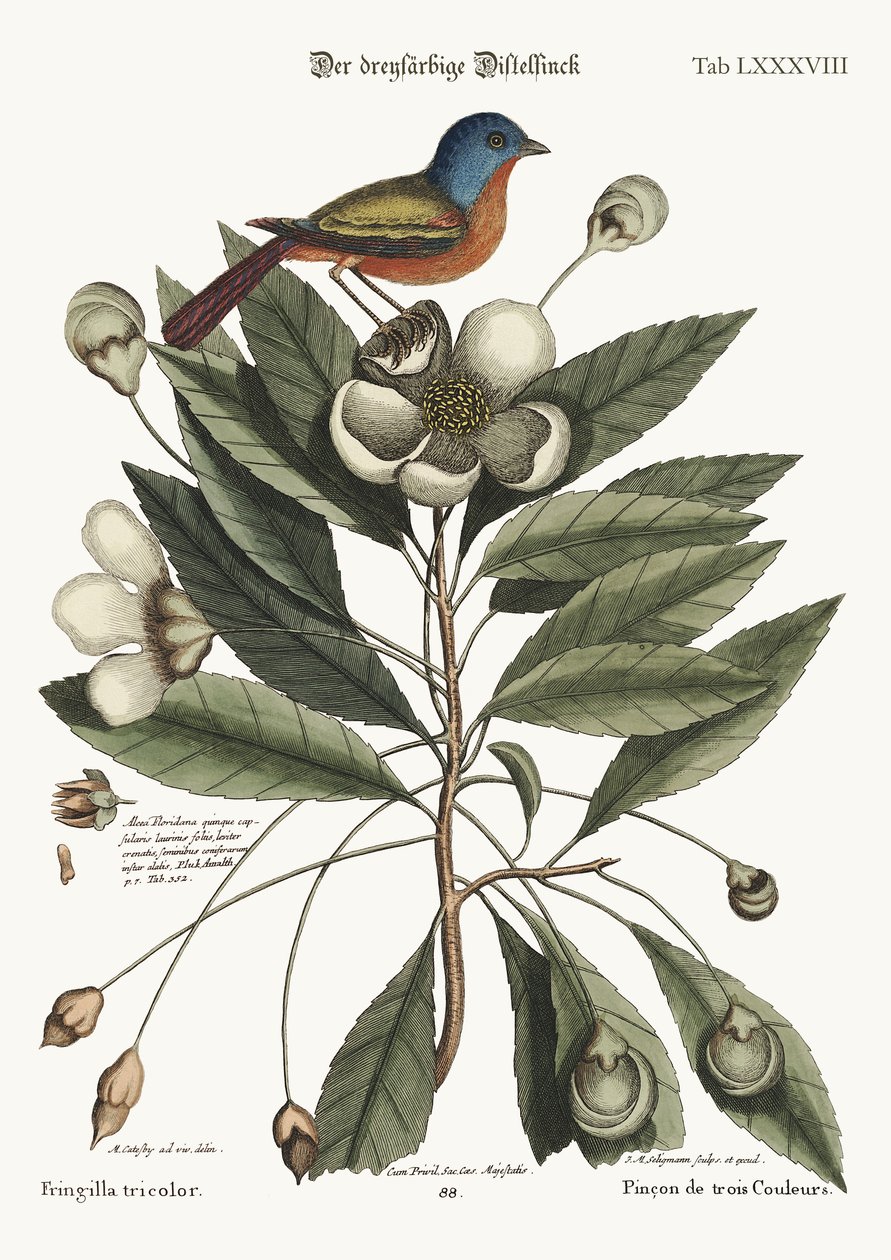 Malovaný Finch, 1749-73 od Mark Catesby