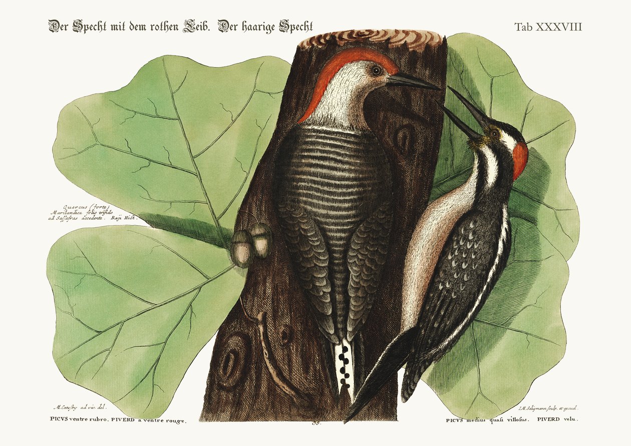 Datel rudobřichý. Chlupatý datel., 1749-73 od Mark Catesby