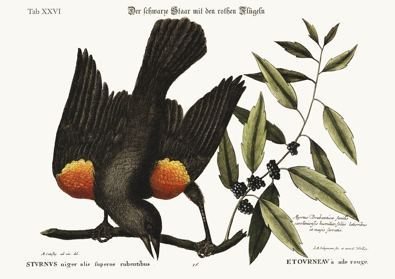 Špaček rudokřídlý, 1749-73 od Mark Catesby