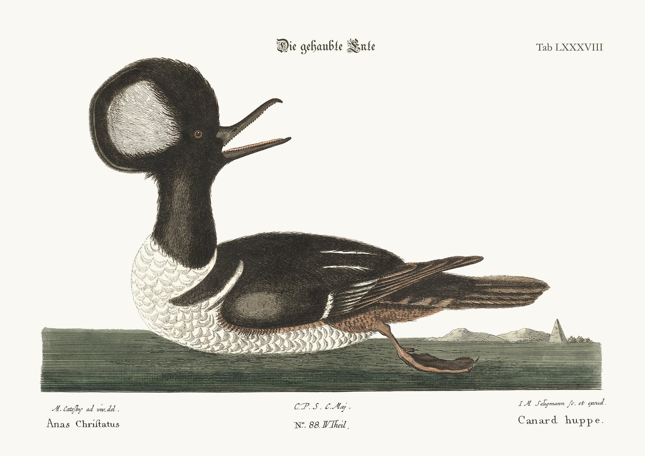 Kachna kulato-chocholatá, 1749-73 od Mark Catesby