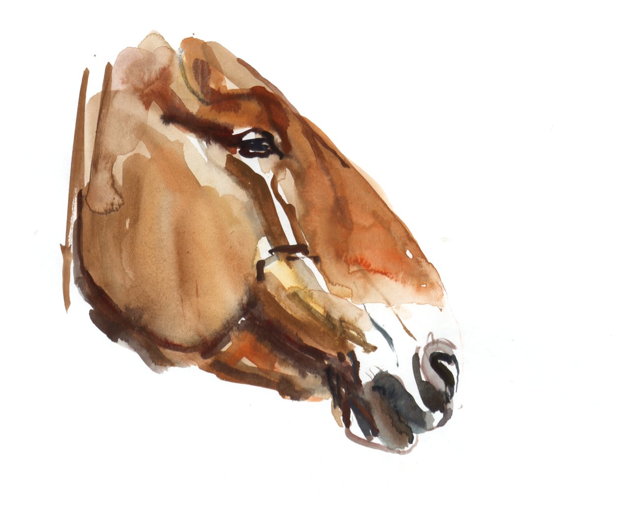 Ancient Head (Przewalski) 2012, (akvarel na papíře) od Mark Adlington