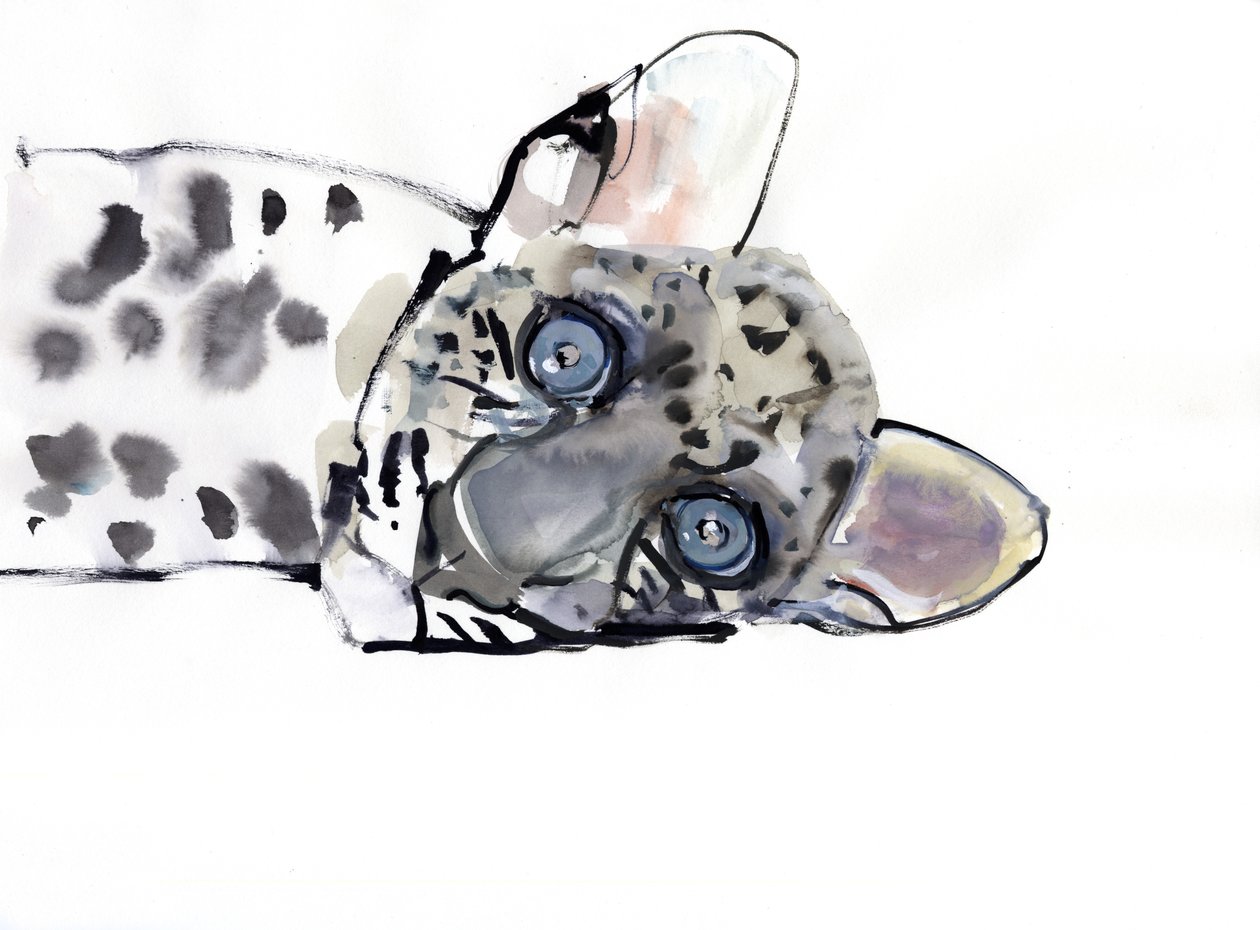 Arabský leopard, 2008 od Mark Adlington