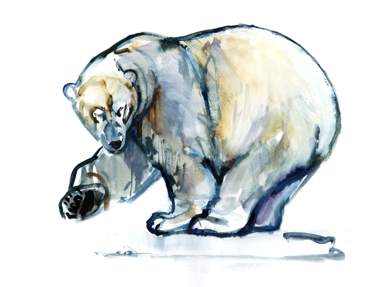 Isbjørn, 2013, (akvarel a kvaš na papíře) od Mark Adlington