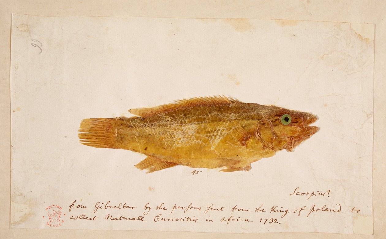 Ryba. od Mark Catesby