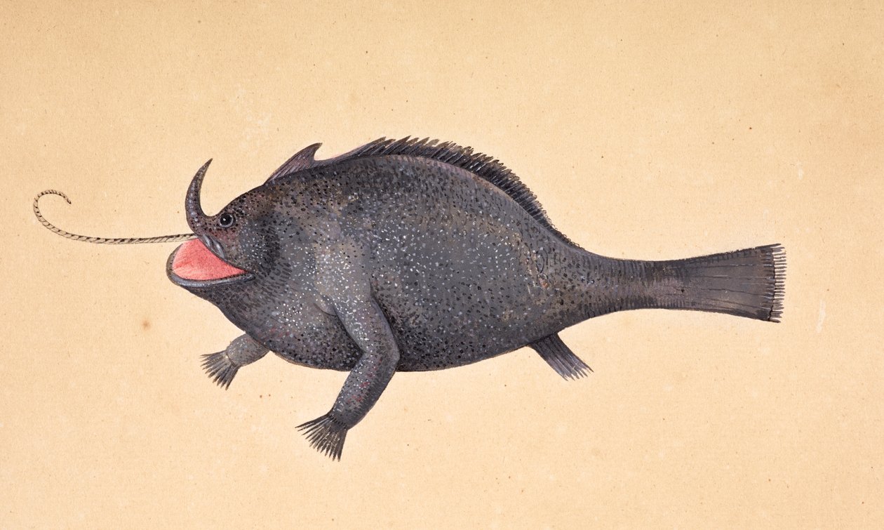 Ryba. od Mark Catesby