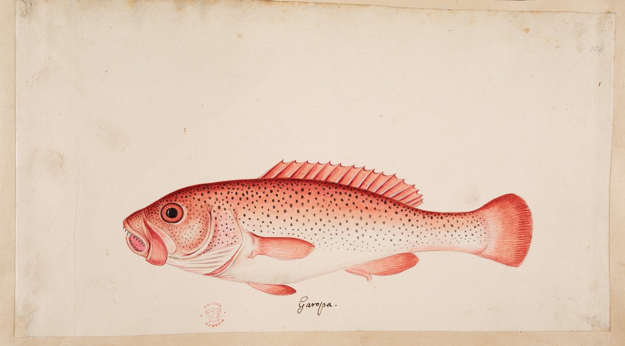 Ryba. od Mark Catesby
