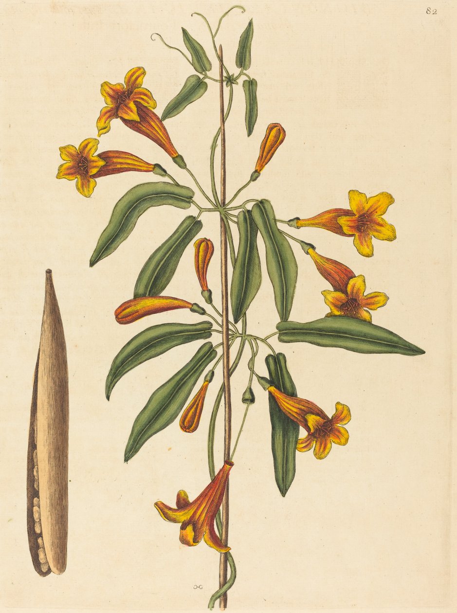 Křížová réva Bignonia capreolata, vydaná 1754. od Mark Catesby
