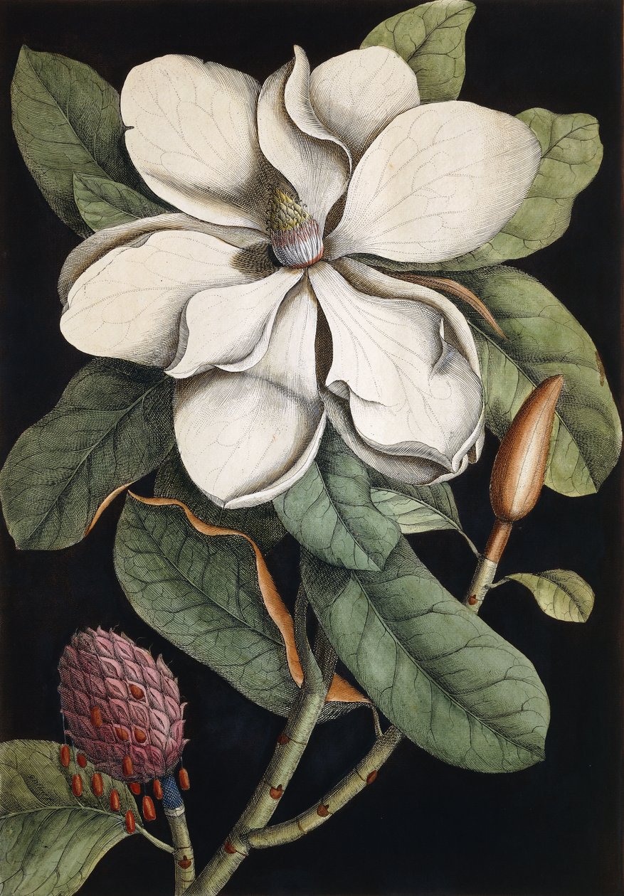 Vavřínový strom, 1731-1743 od Mark Catesby