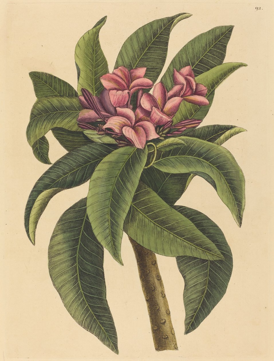 Keře červené (Plumeria rubra) od Mark Catesby