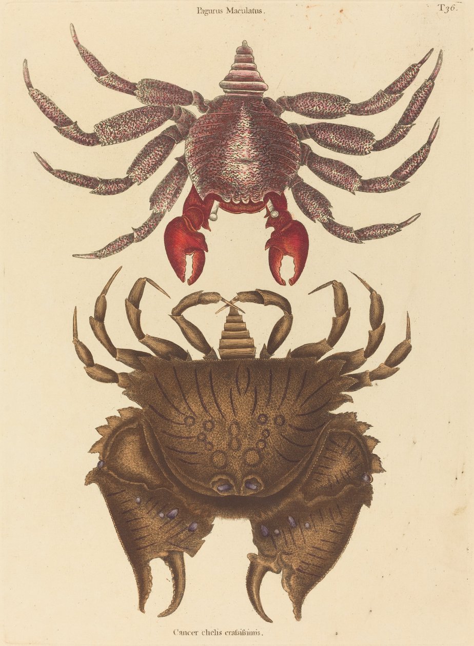Skalní krab červený (Cancer grapsus) od Mark Catesby