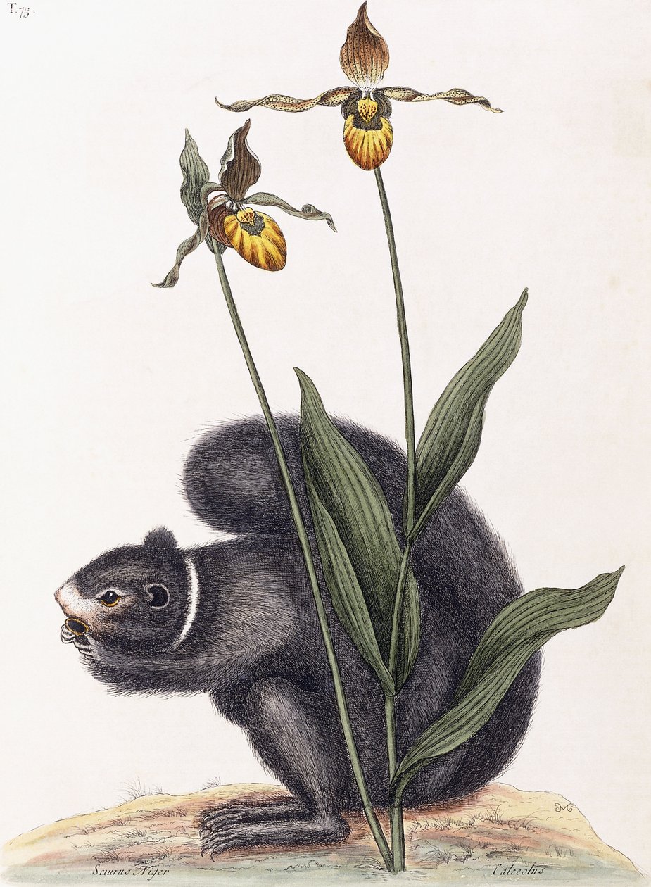 Sciurnus Niger od Mark Catesby