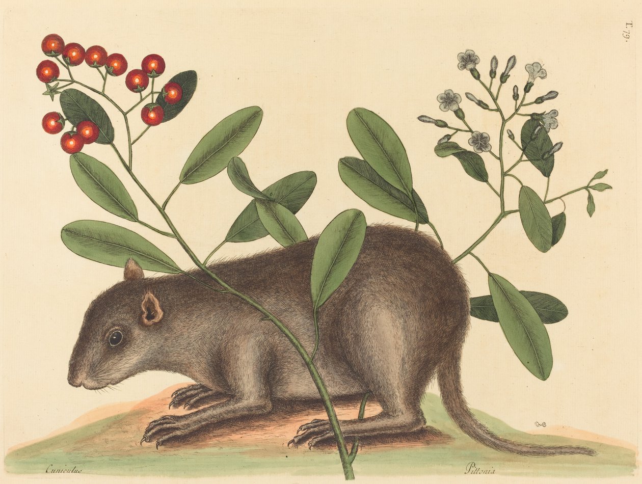 Bahama Coney Mus Monax, publikoval 1754. od Mark Catesby