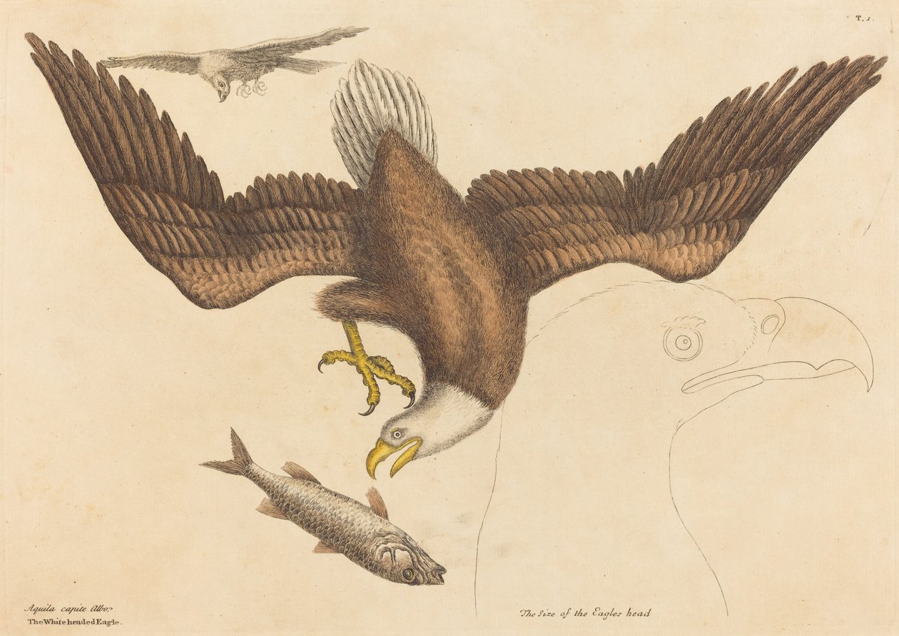 Orel bělohlavý (Falco leucocephalus) od Mark Catesby