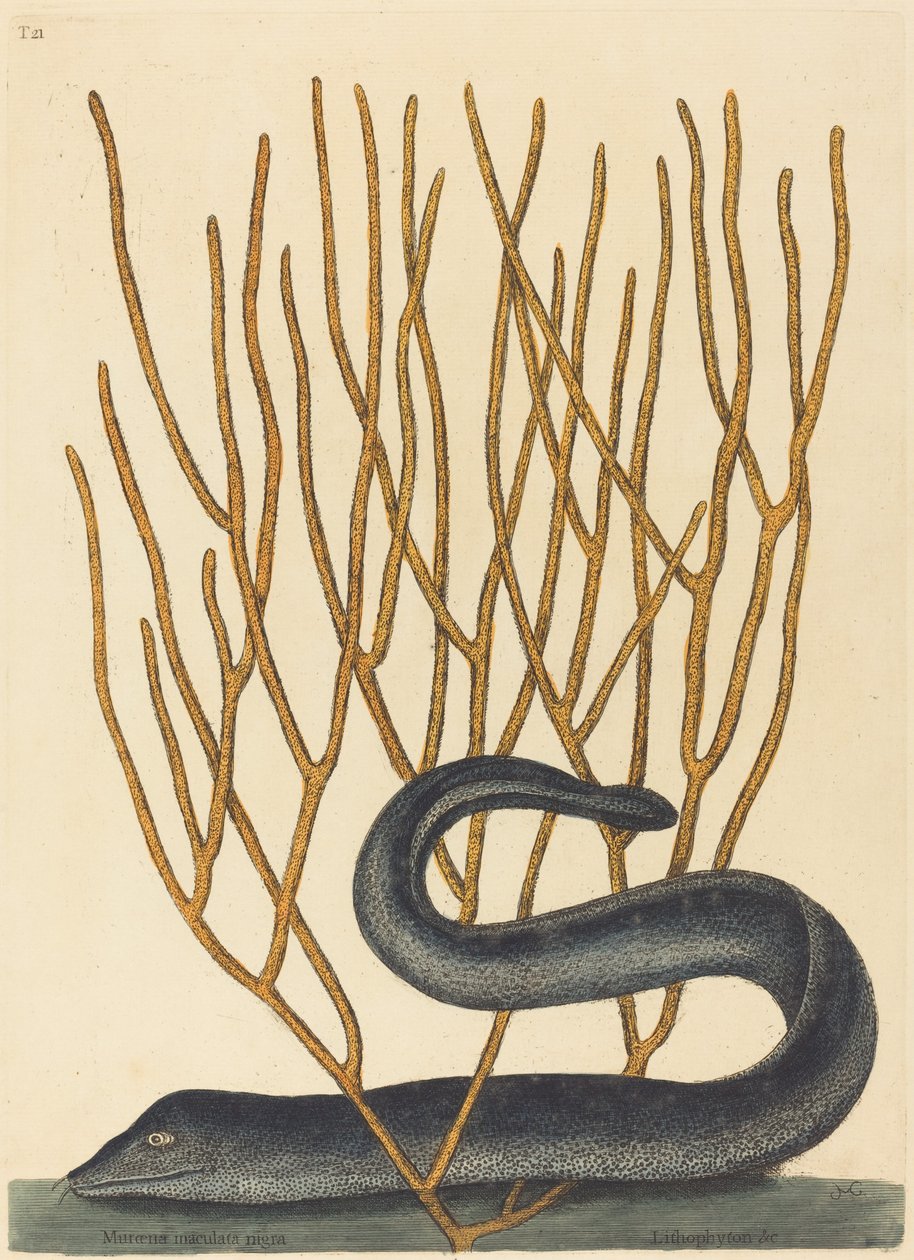 Černý Muray od Mark Catesby