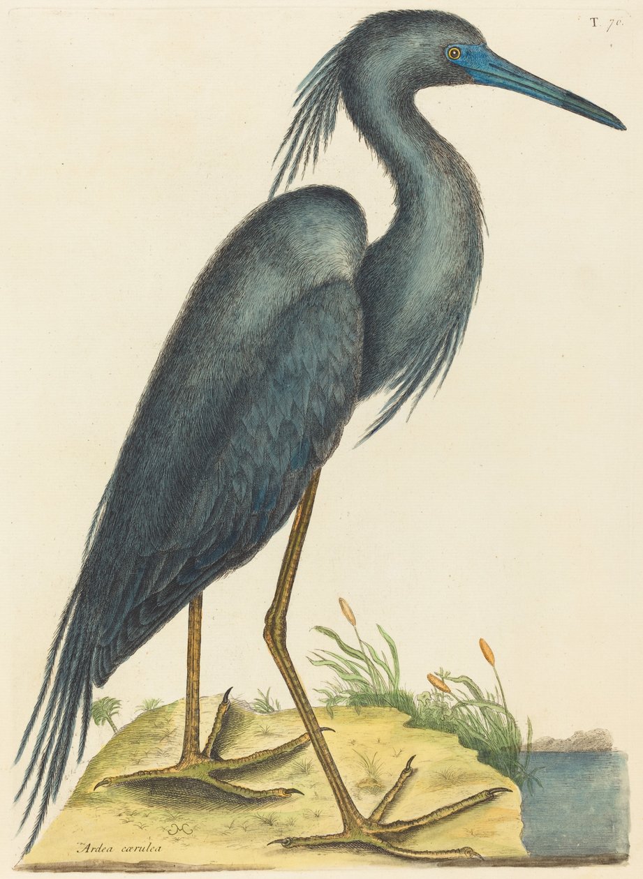 volavka modrá (Ardea coerulea) od Mark Catesby