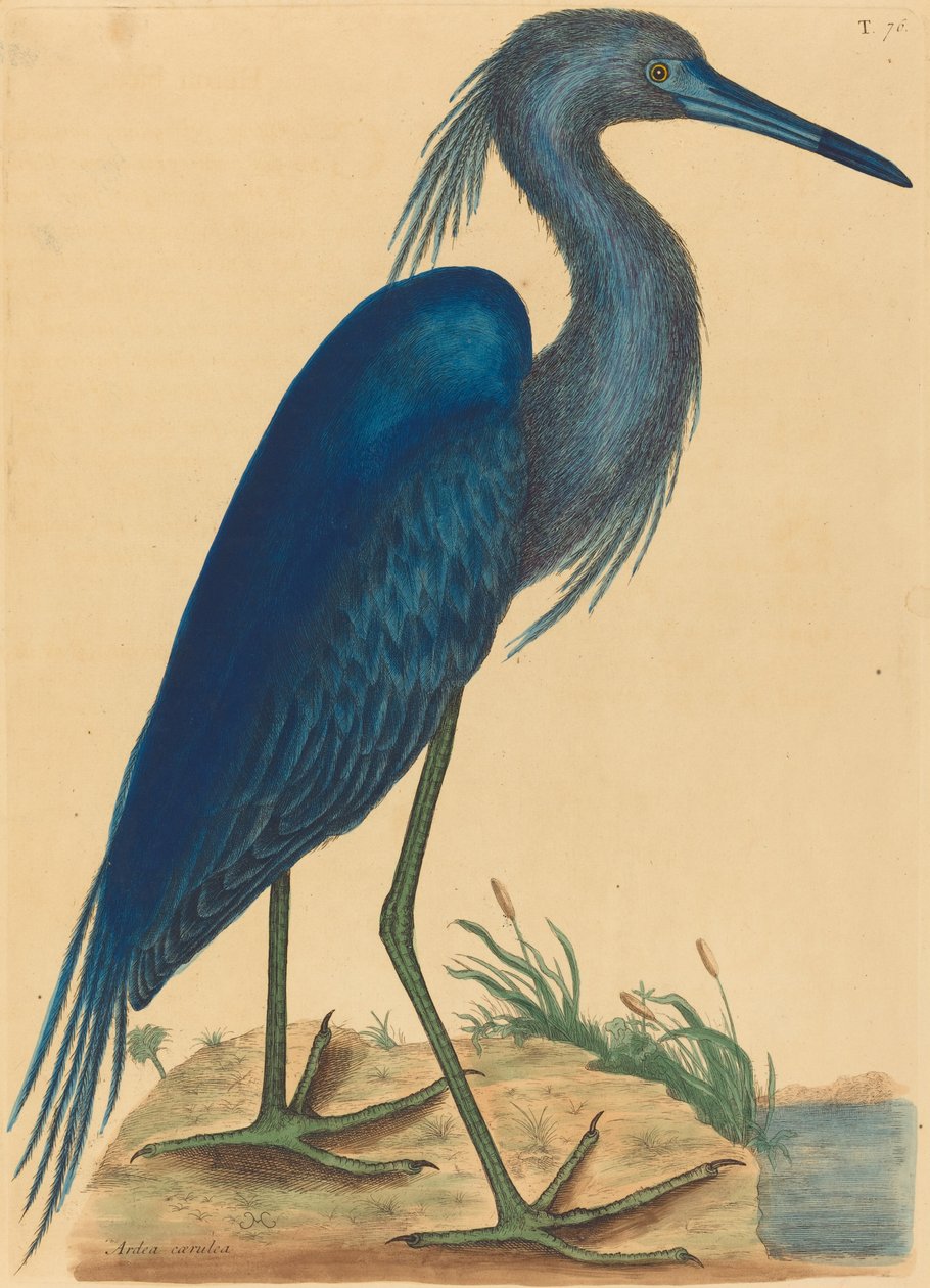 volavka modrá (Ardea coerulea) od Mark Catesby