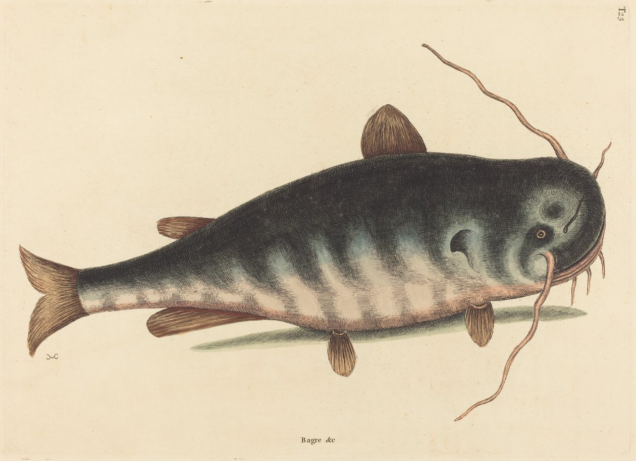 Cat Fish Silurus catus, publikovaná v roce 1754. od Mark Catesby