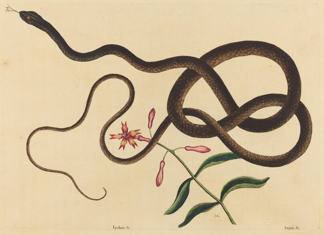 The Coach-Whip Snake (Coluber flagellum) od Mark Catesby