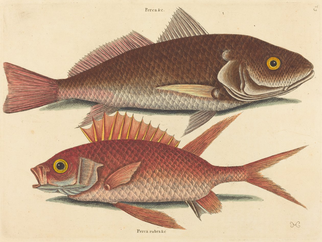 The Croker (Perca undulata) od Mark Catesby