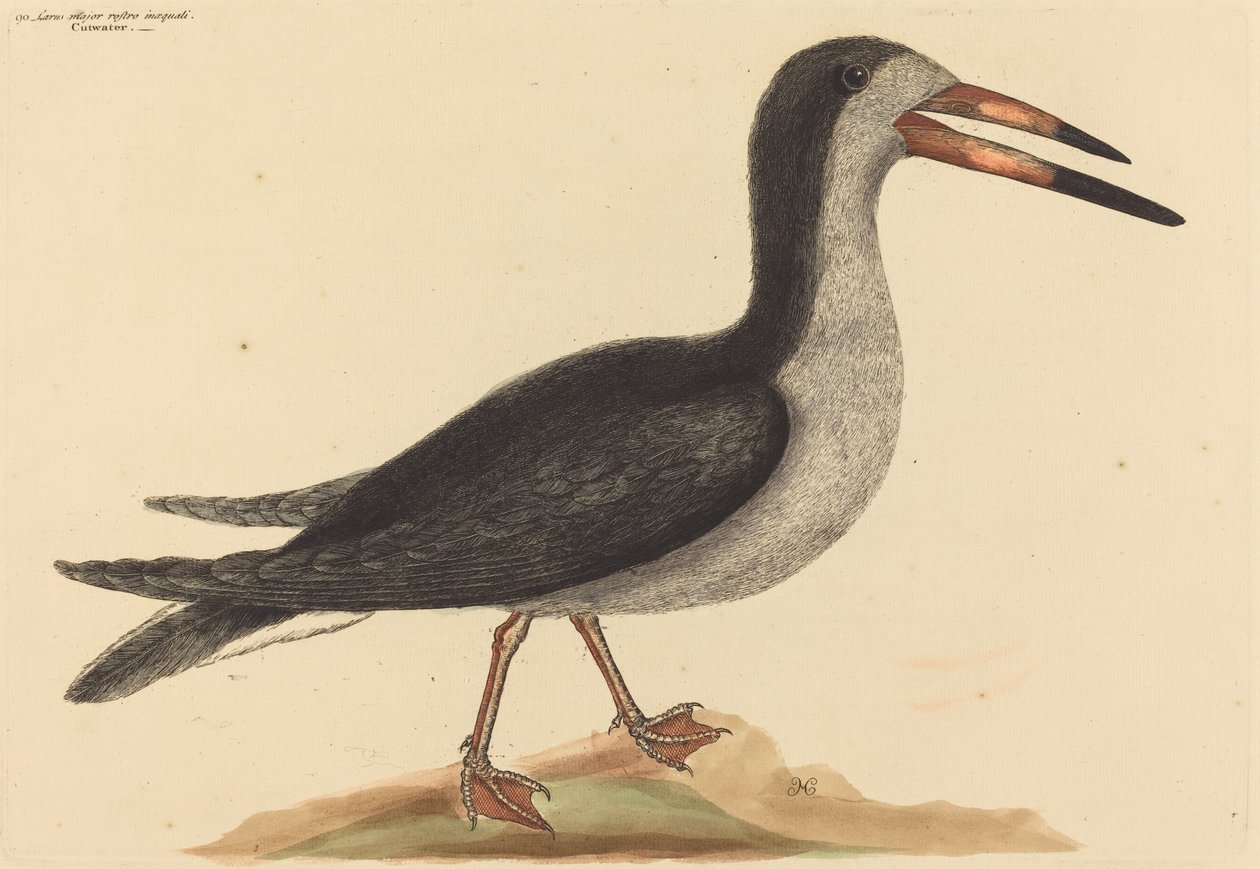 The Cutwater Rhynchops nigra, publikoval 1731-1743. od Mark Catesby