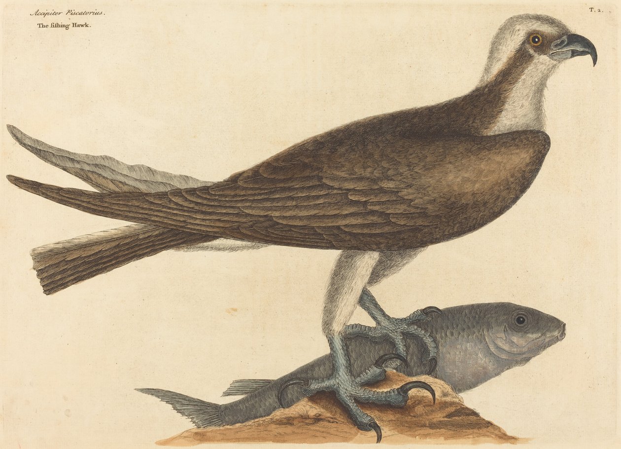 Rybářský jestřáb Falco haliaetus, publikoval 1754. od Mark Catesby