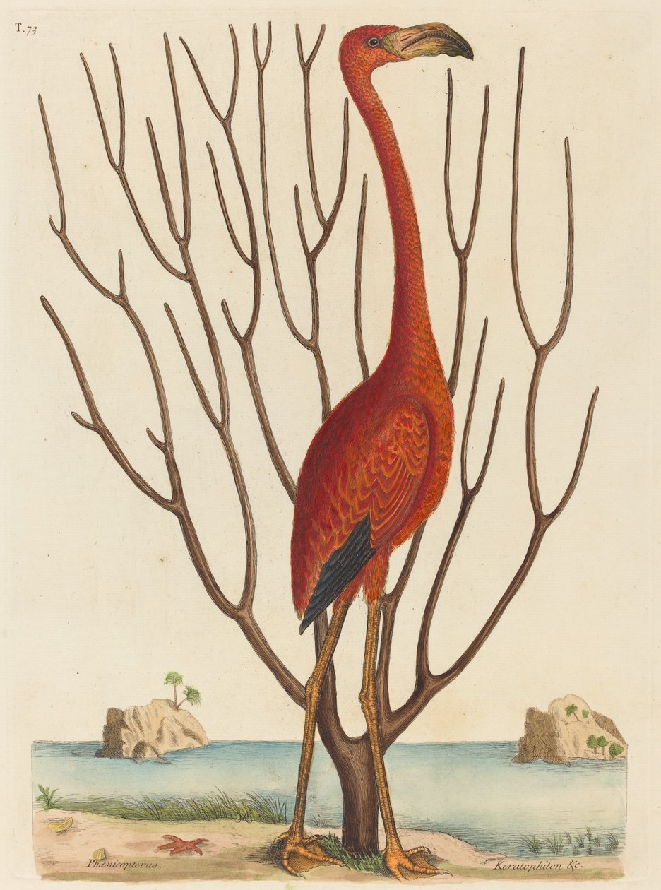 Flamingo Phoenicopterus ruber, vydaný 1731-1743. od Mark Catesby