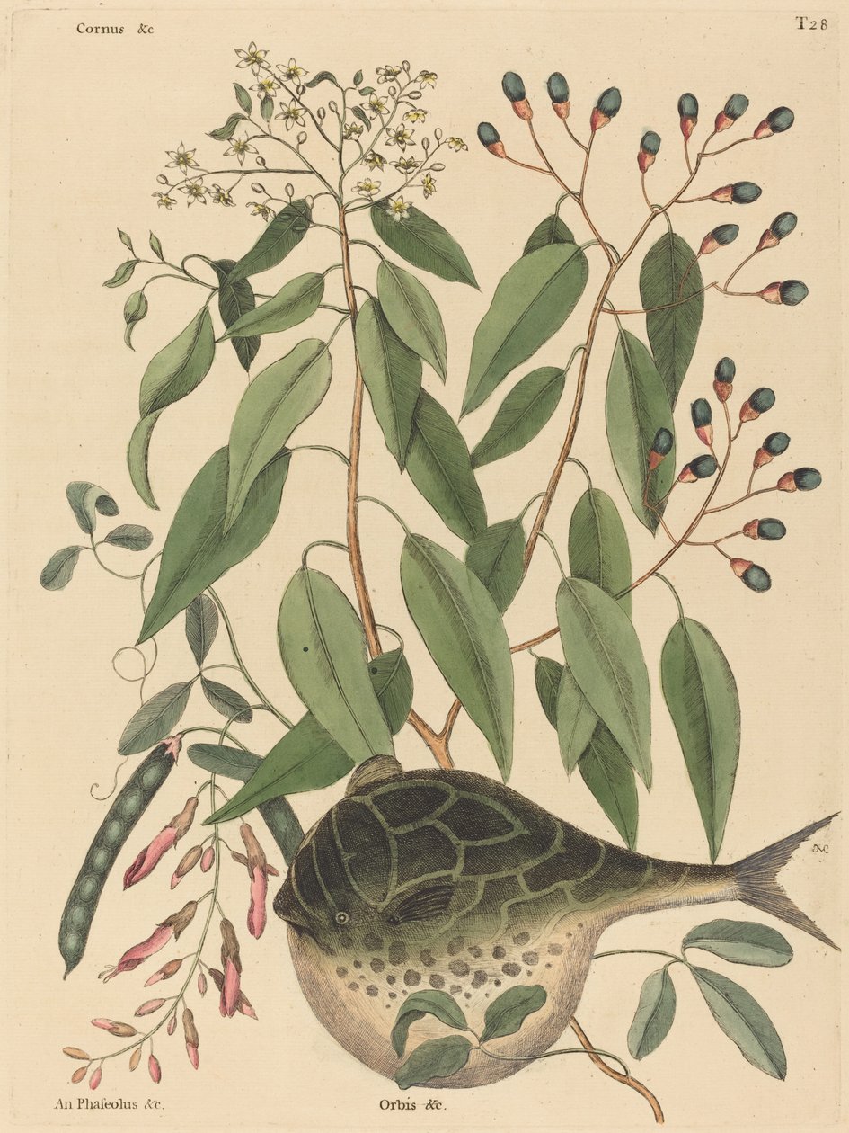 The Globe Fish (Tetrodon lagocephalus) od Mark Catesby
