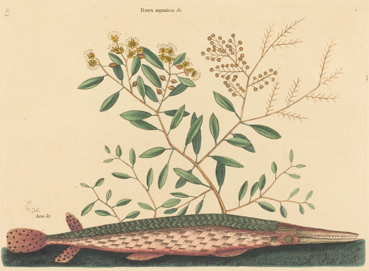 The Green Gar Fish (Esox osseus) od Mark Catesby