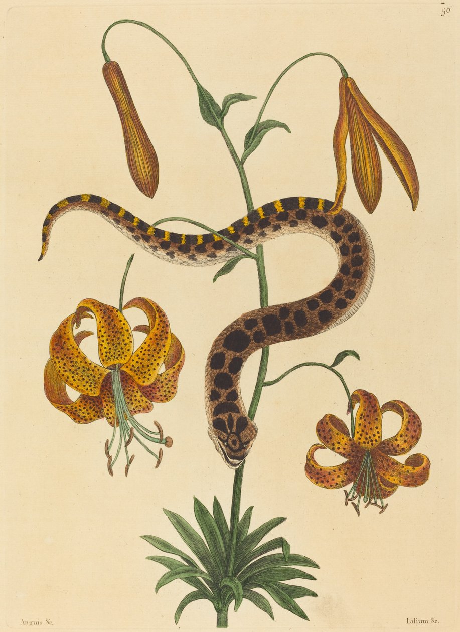 Prasečí had (Boa contortrix) od Mark Catesby