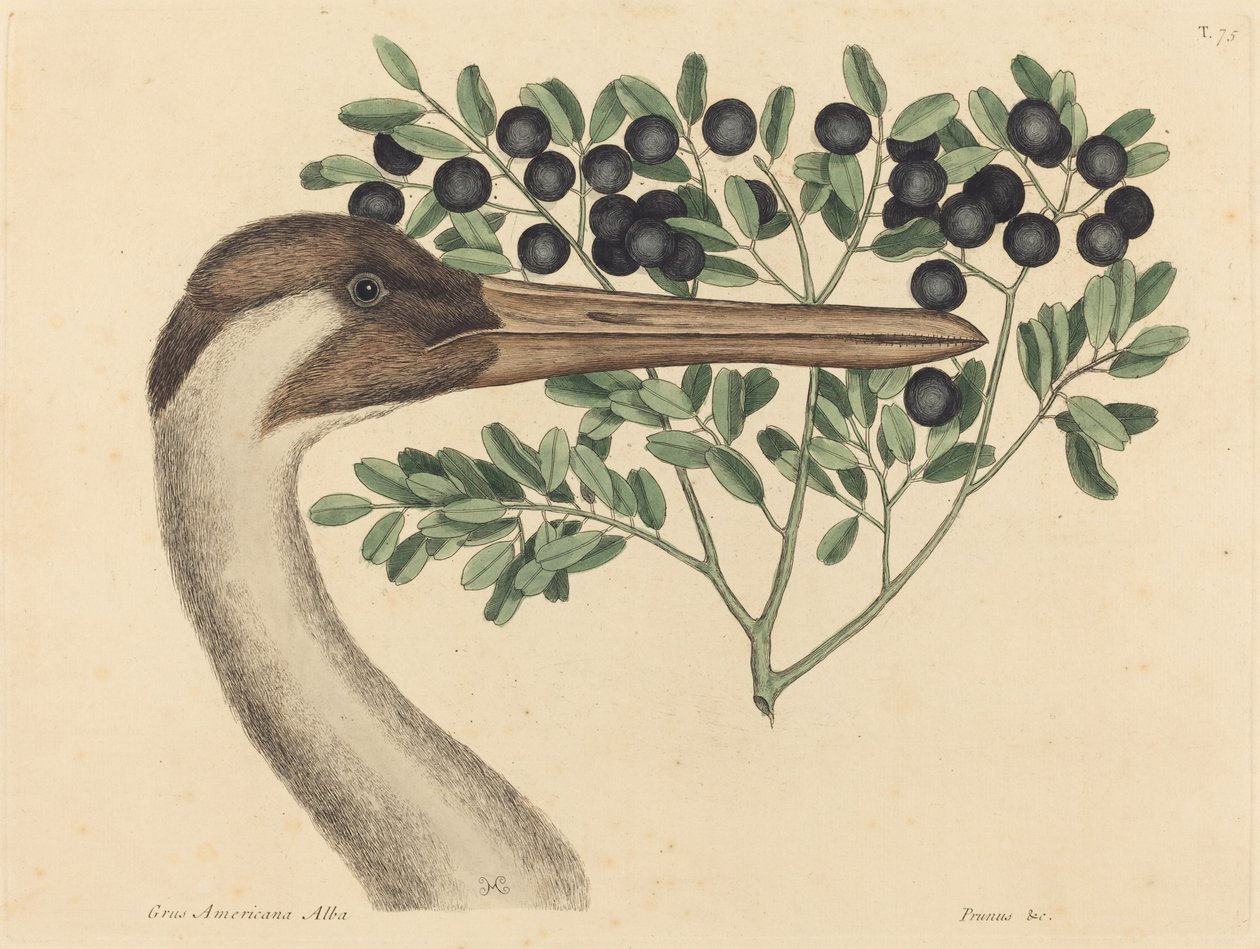 Hooping Crane (Ardea Americana) od Mark Catesby