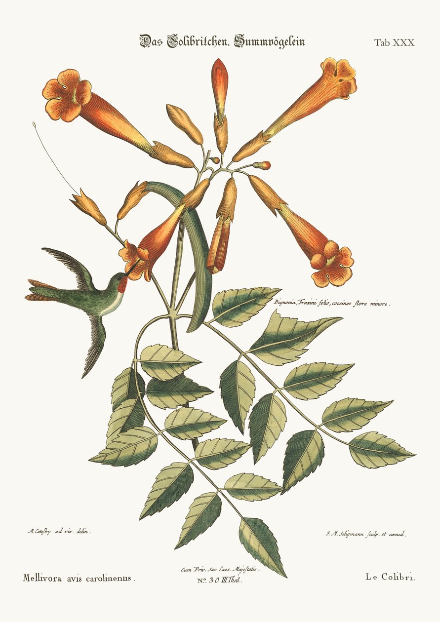 Kolibřík, 1749-73 od Mark Catesby